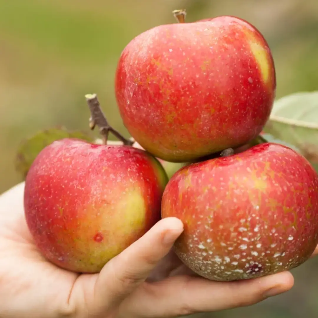 A Grade Fresh Kashmiri Apples